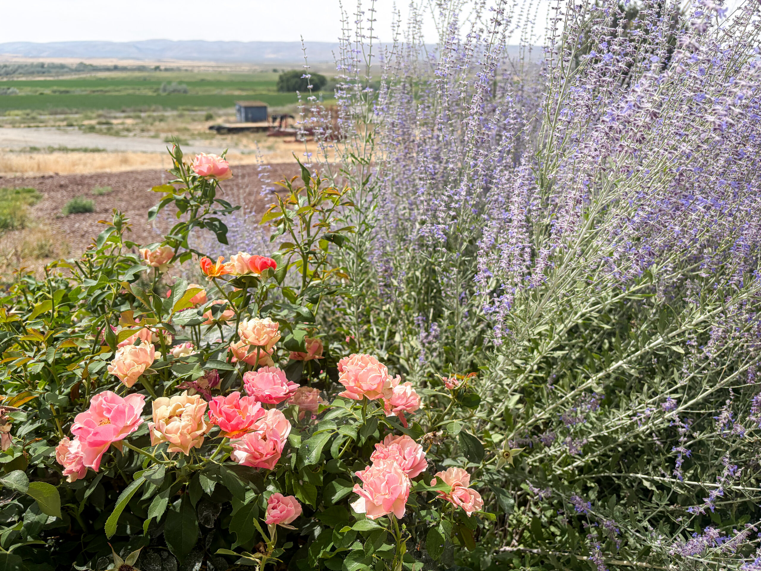 Pink roses and purple flowers in our family garden.