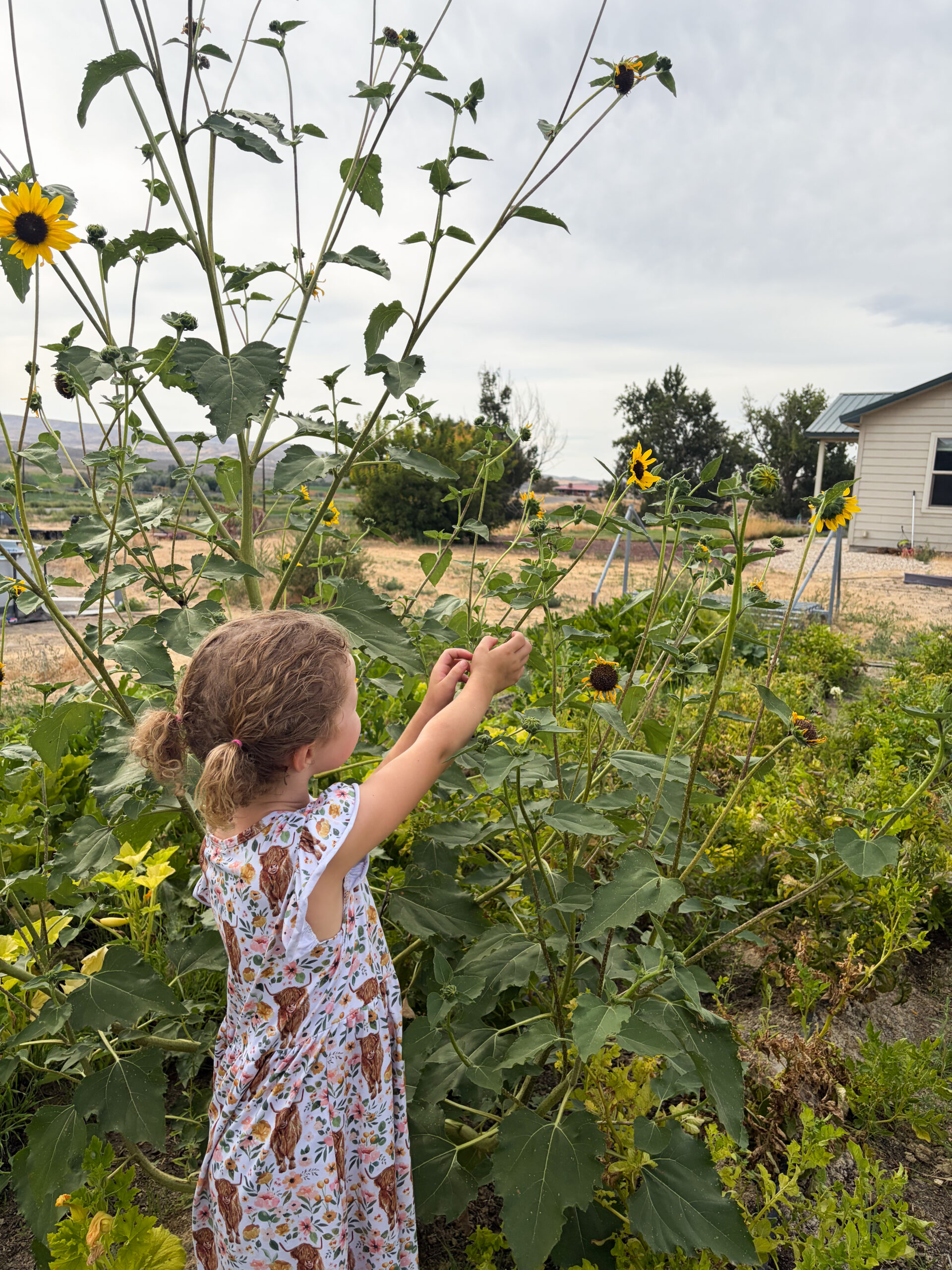Our granddaughter reaching for a sunflower in the family garden.