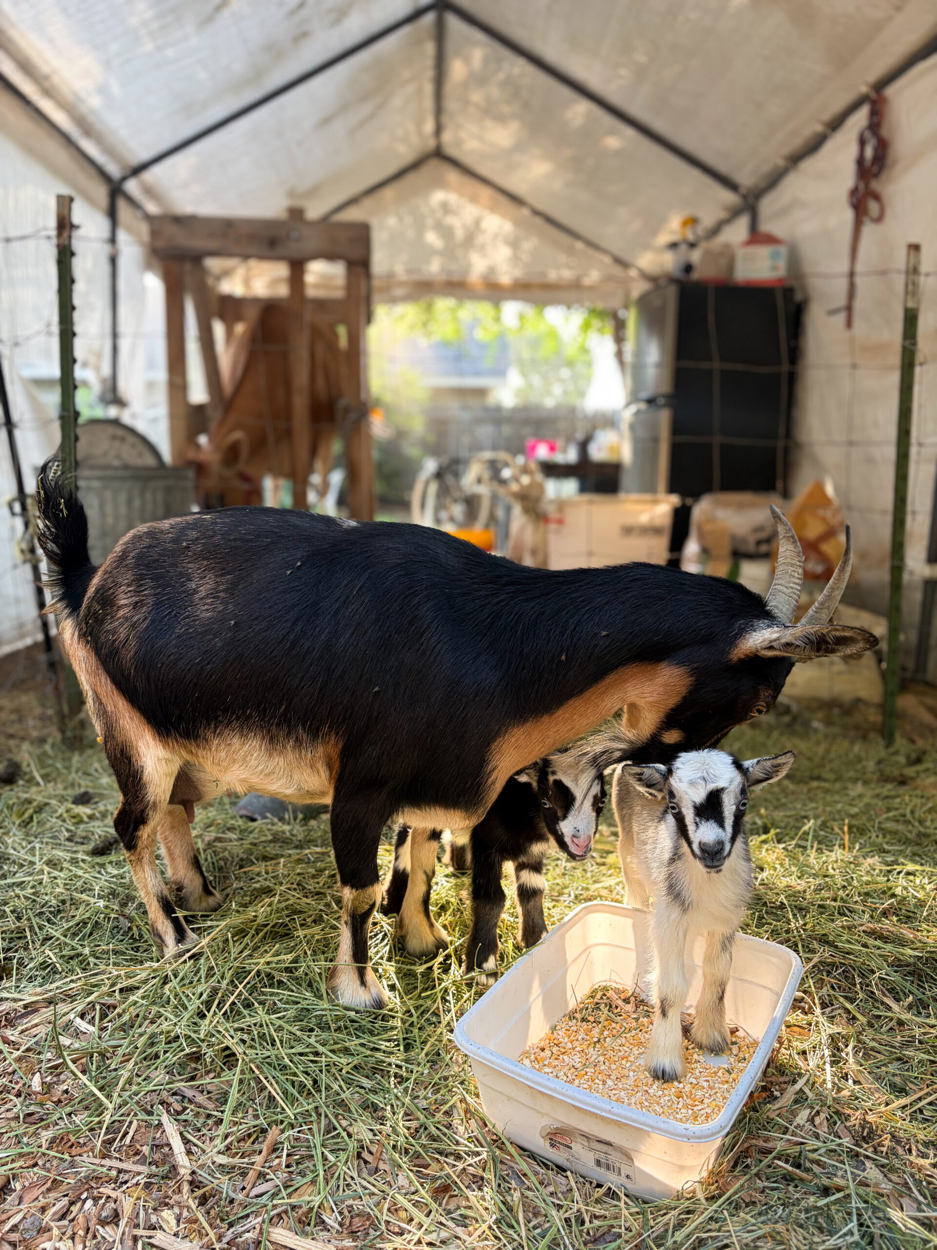 A goat and her kids standing on bedding inside the family’s animal shelter.