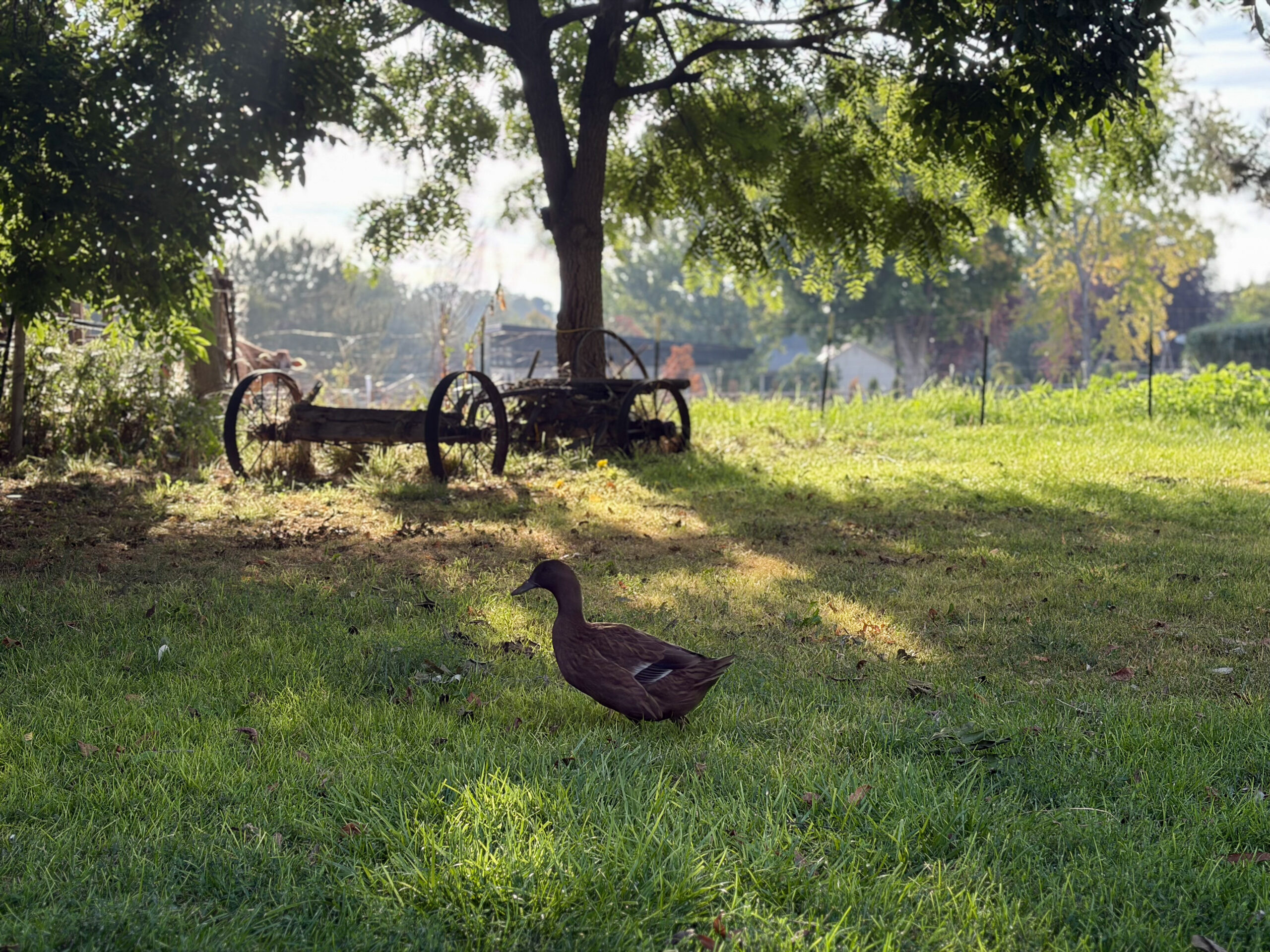 A family duck walking through grass beside an old farm wagon under the trees.