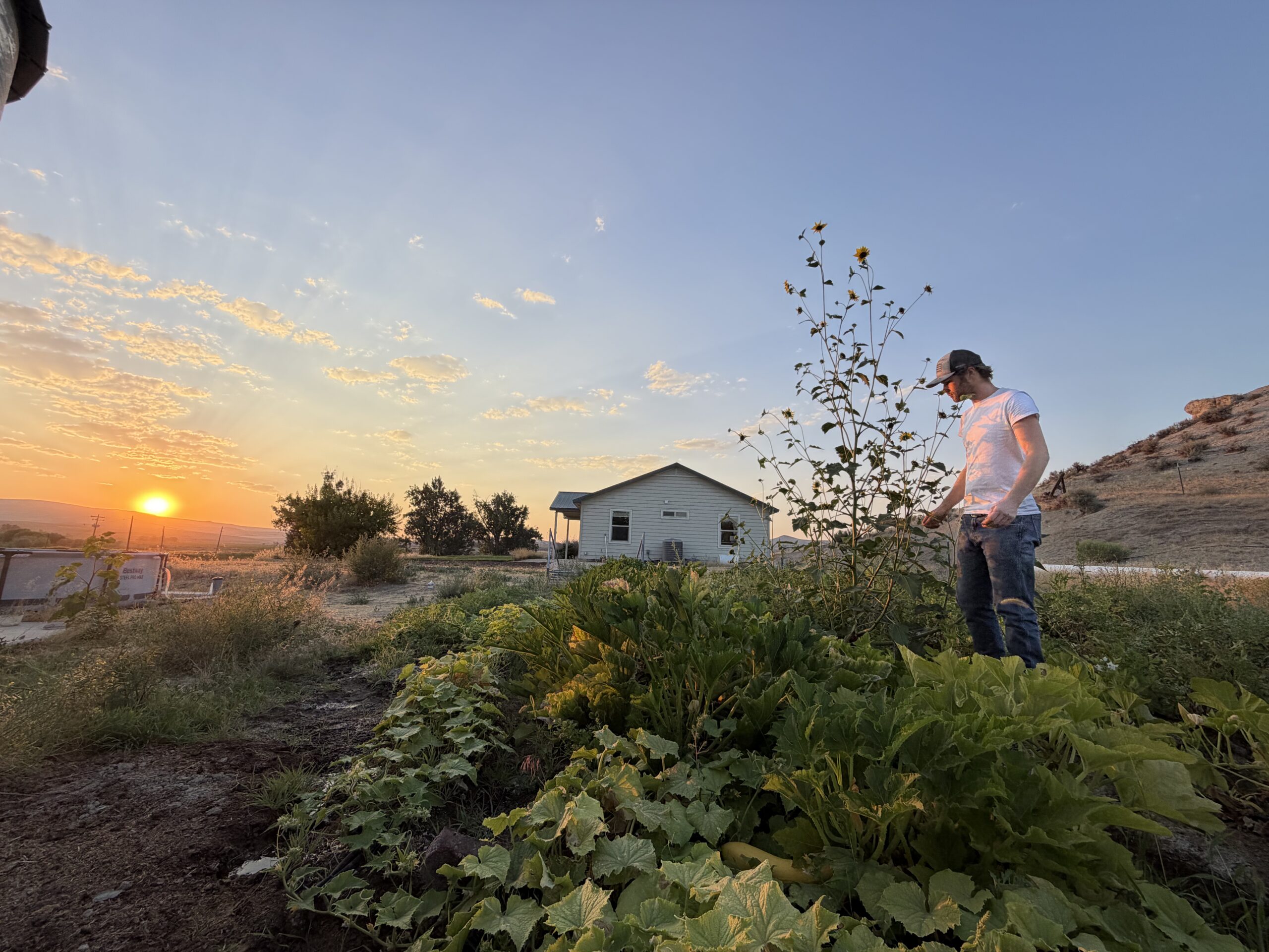 Isaiah tending the family garden at sunset.