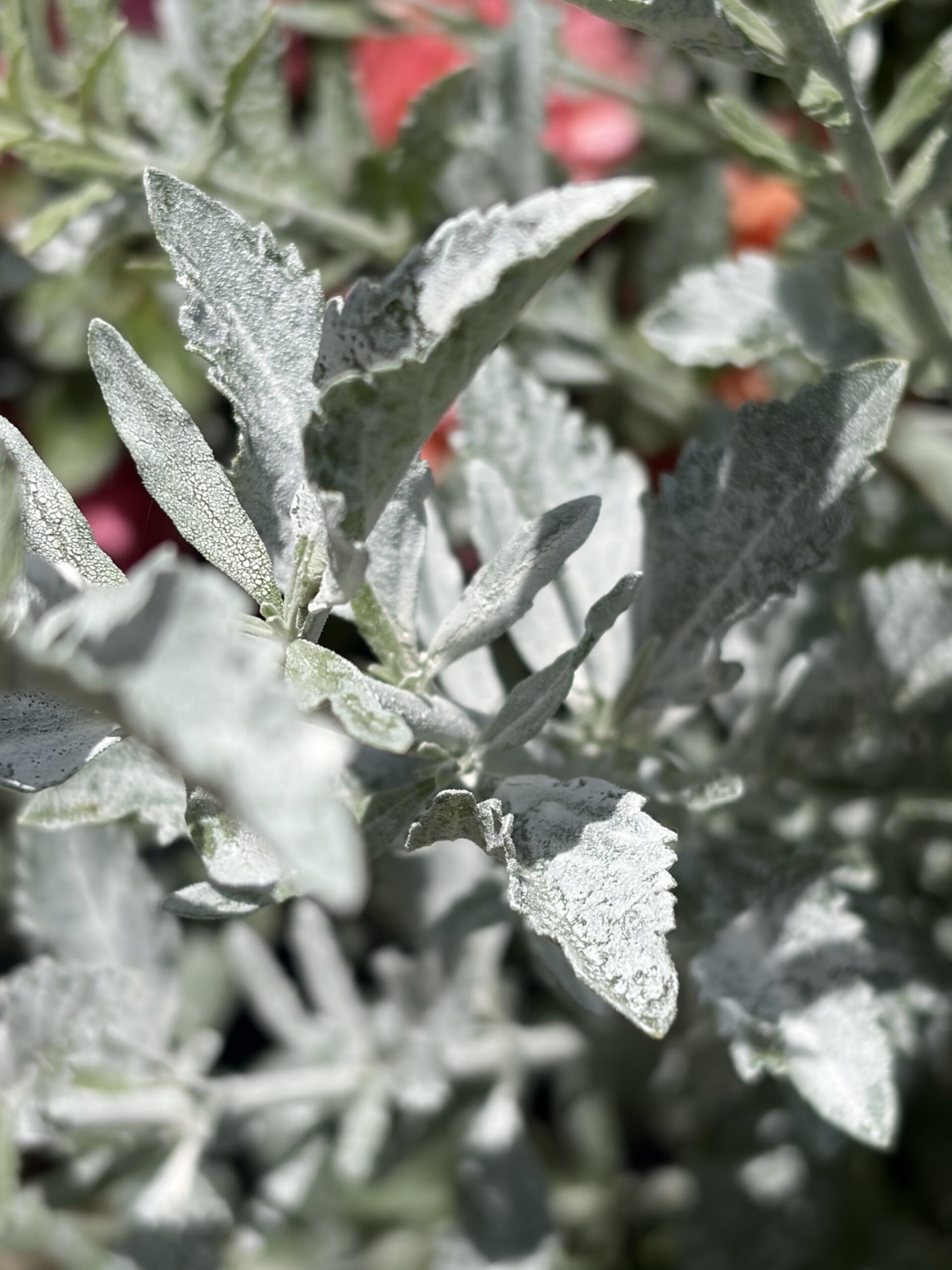 Leaves with a visible white coating of diatomaceous earth applied as a wettable powder.