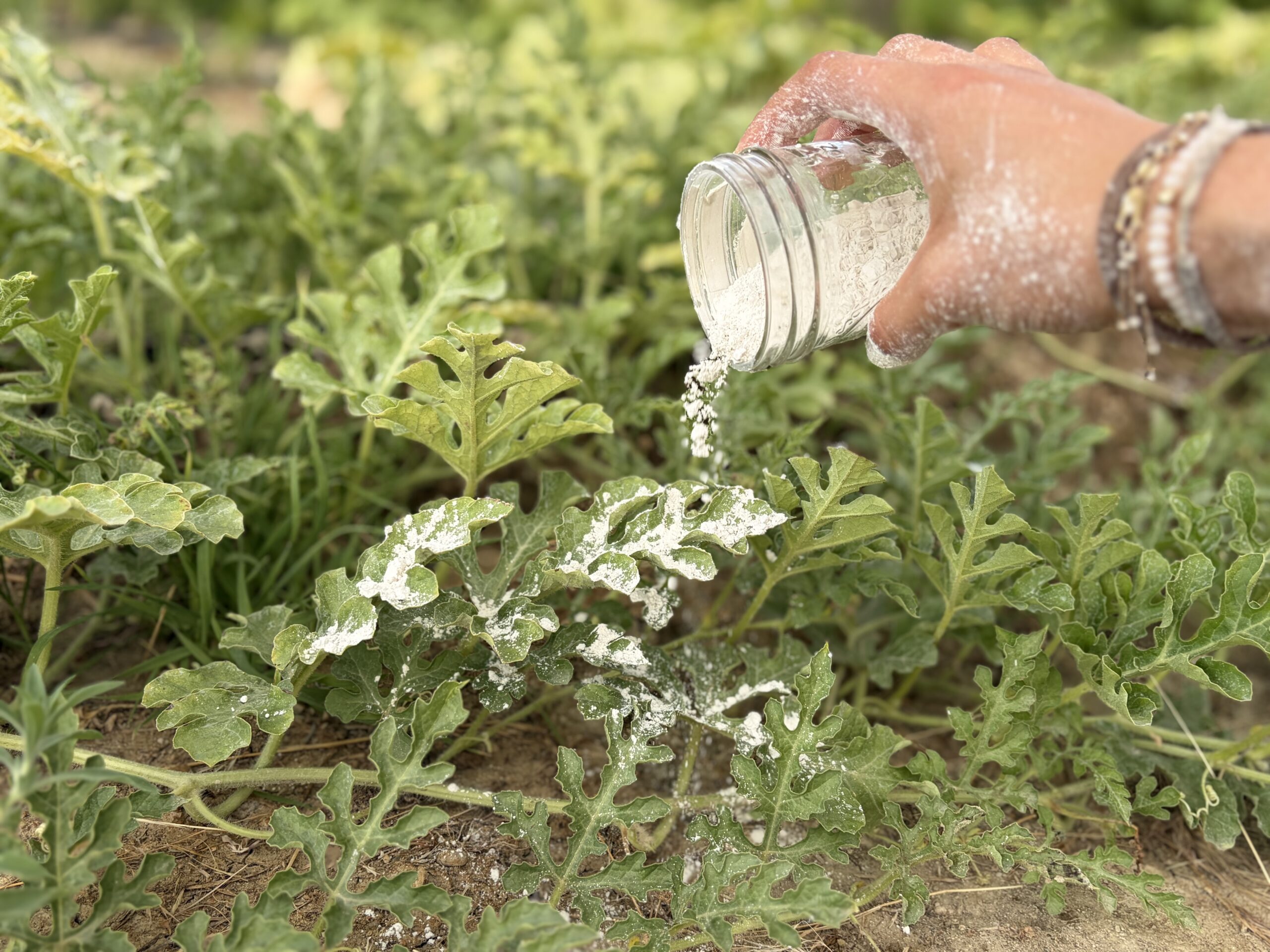 Diatomaceous earth being sprinkled from a glass jar onto garden plants.