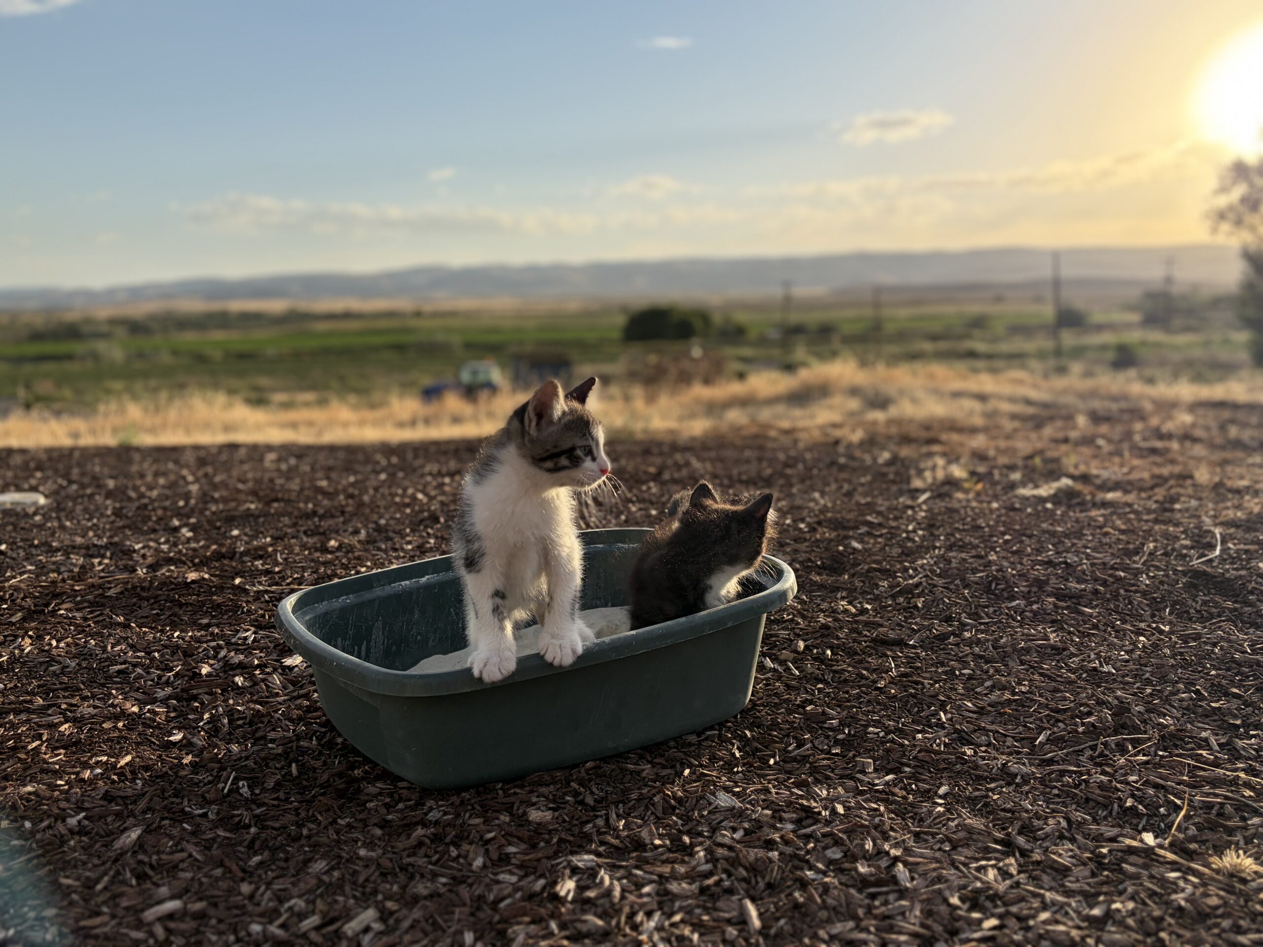 Two family kittens sitting in a litter box outdoors at sunset.