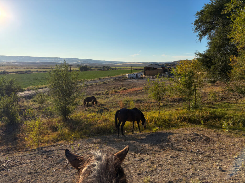 Horses grazing on our family farm, with fields, a barn, and hills beyond.
