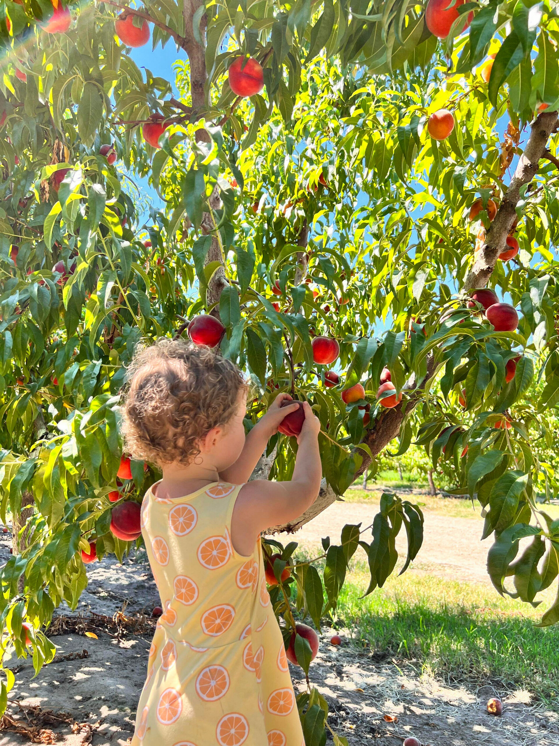 A child picking ripe fruit from a tree in the sunshine.